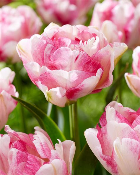 double shake tulip|double tulip bulbs uk.